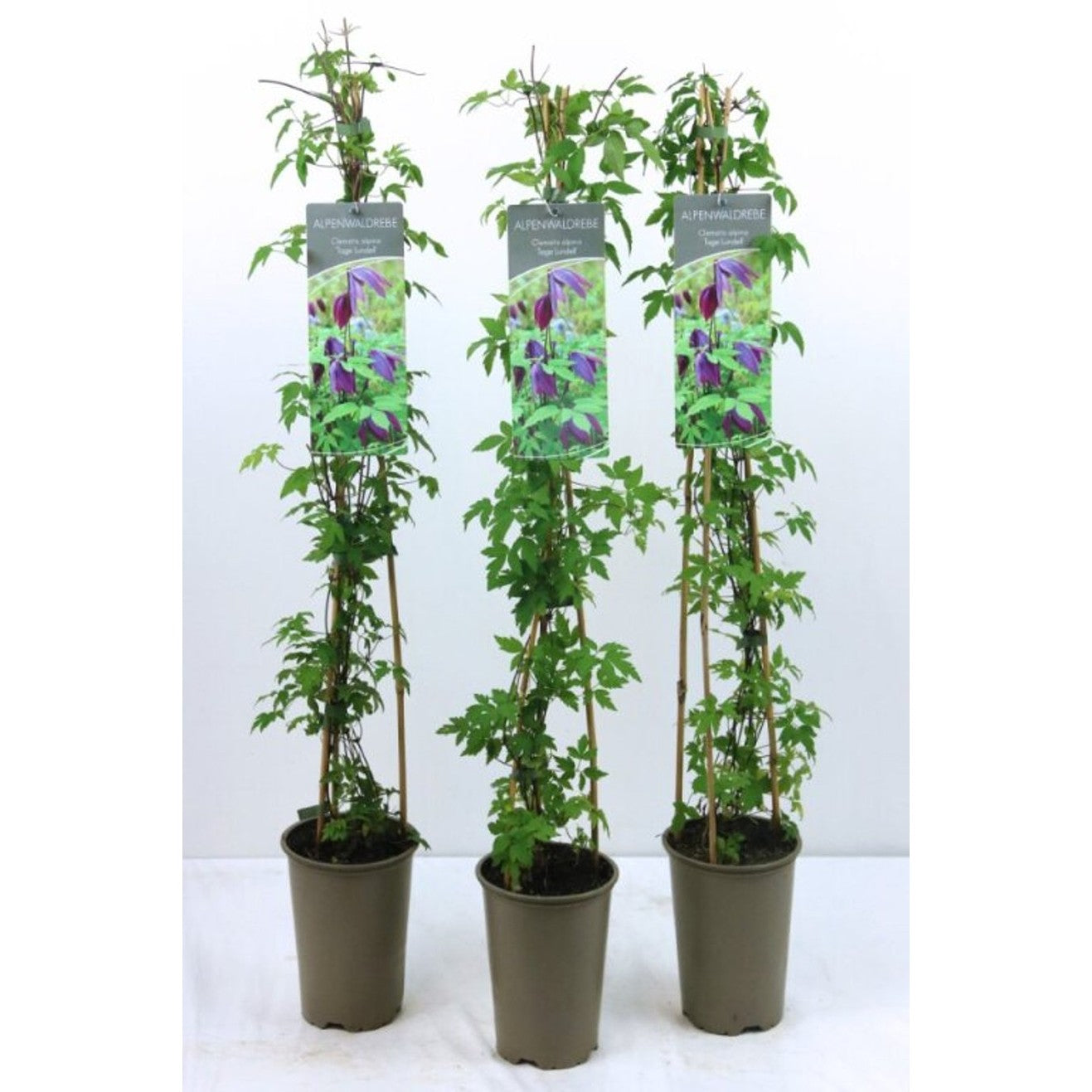 Klematis – Clematis 'Tage Lundell' - C2 60-80 CM Stick